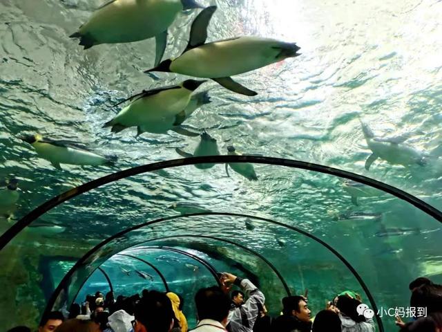 珠海长隆游玩攻略，珠海长隆游玩攻略图（带娃去珠海长隆该怎么玩）