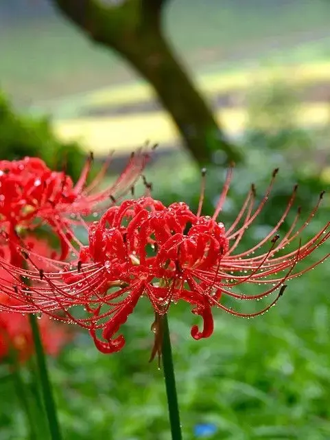 彼岸花，微信头像，彼岸花（48张彼岸花图，真是美极了）