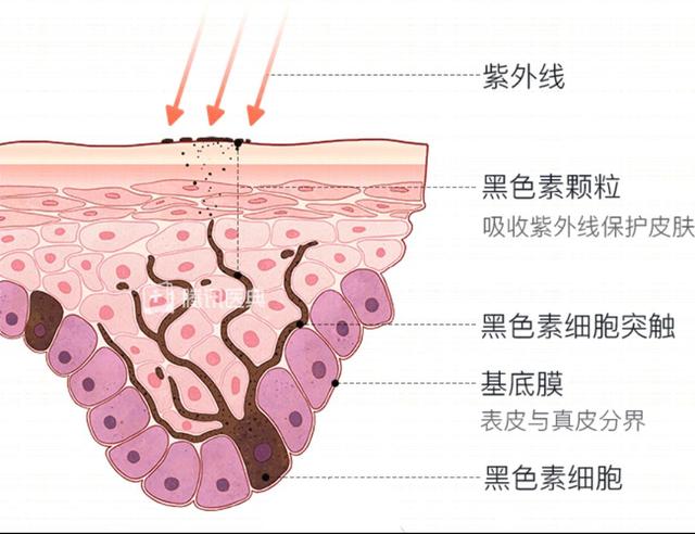 皮肤代谢不出黑色素怎么办，皮肤黑色素怎么代谢出来（可能是你没做这8件事）