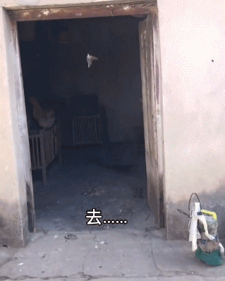 猫的灵性有多强，猫界最有灵性的四种猫（一只猫可以多有灵性）