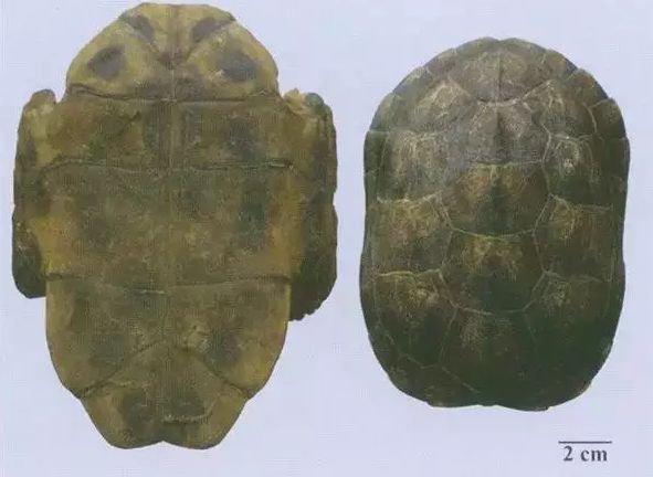 甲鱼是乌龟吗怎样区别，甲鱼 乌龟的区别（多角度阐述龟和鳖的区别）