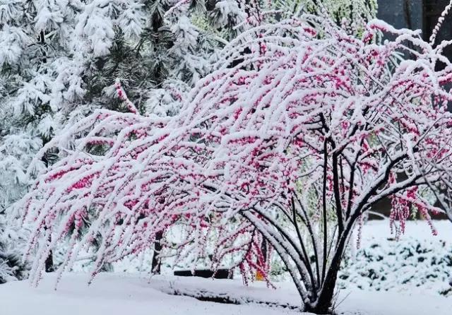 咏梅的古诗,写梅花的诗词名句(建议孩子们寒假晨读晚诵的30首咏梅诗词) 咏梅的古诗,写梅花的诗词名句(建议孩子们寒假晨读晚诵的30首咏梅诗词)