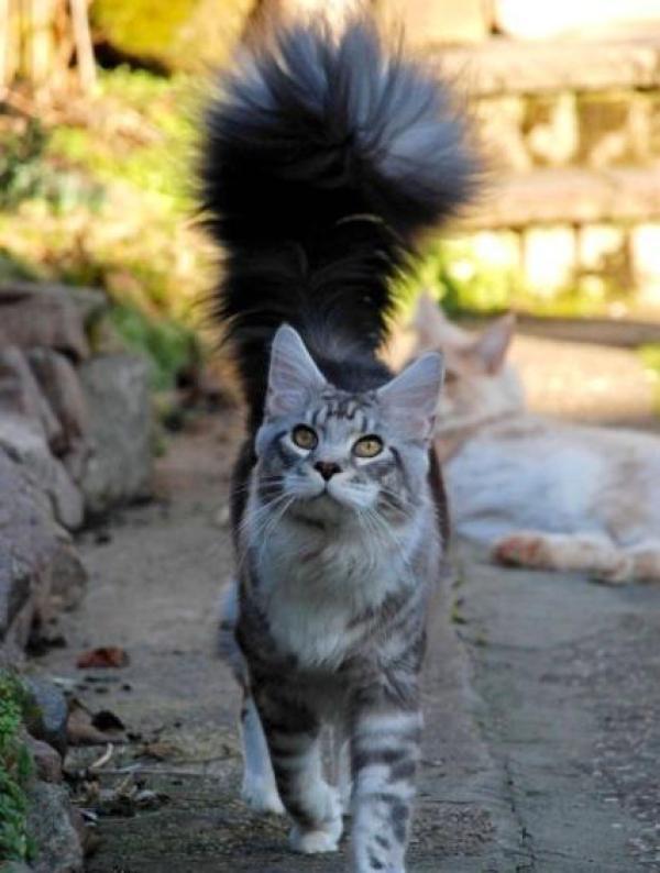 猫为什么会炸毛是看到什么了么，猫咪炸毛是因为什么（是因为遇到危险的一种防御表现吗）