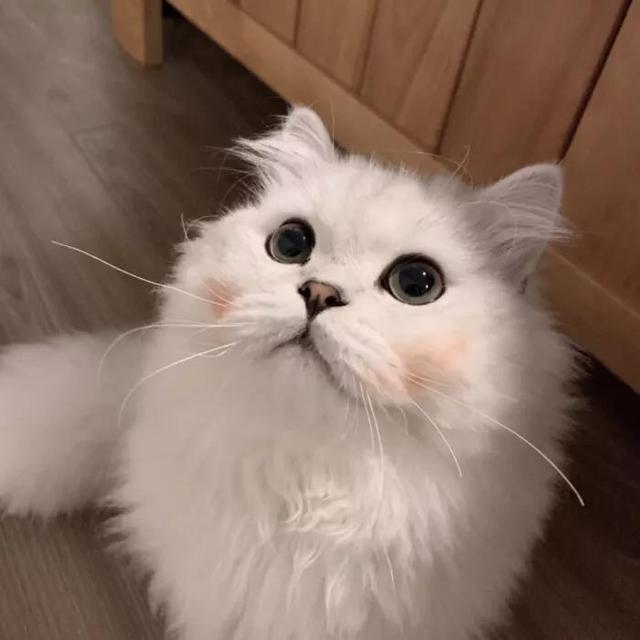 可爱的qq名字，可爱qq名字（好听可爱的宠物名字轻简调皮拨动你心-可爱点）