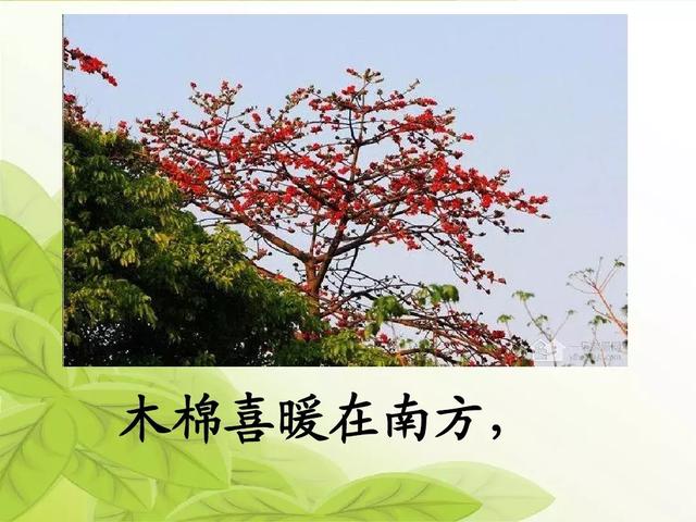 汉字松的组词，松的组词（部编版二年级语文上册识字2《树》知识点+图文解读）