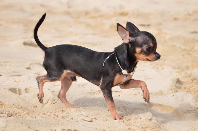 世界名犬排行榜，世界名犬排名（阿拉斯加第一，吉娃娃上榜）