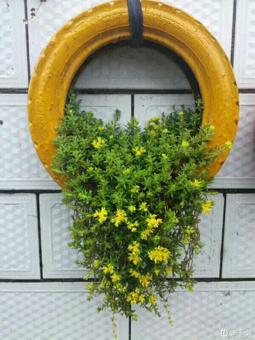 不仅能当壁挂盆,轮胎就这么横着放地上,填上土壤,也可以直接当花盆.