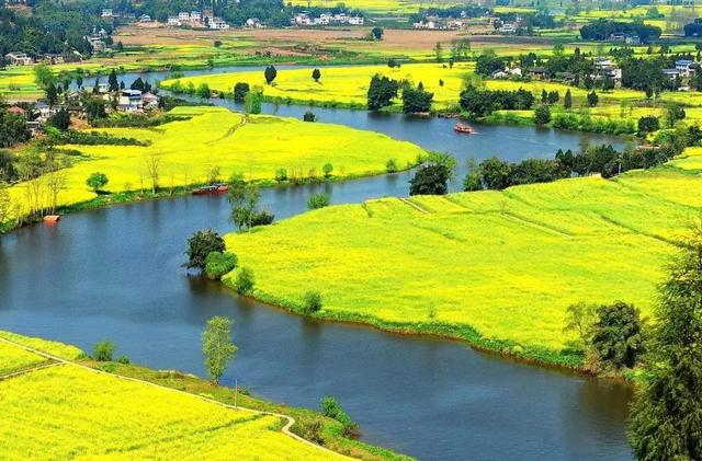 油菜花开的季节，适合家庭室内养的花与绿植（2019年全国油菜花开放时间表）
