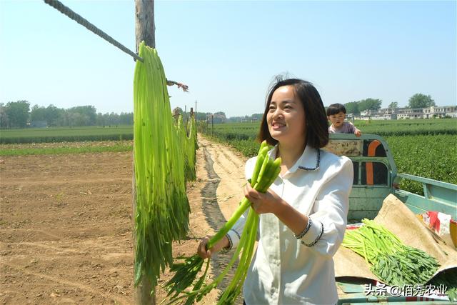 四川的贡菜是什么菜，贡菜是四川特产吗（农村“夕阳红”蔬菜）