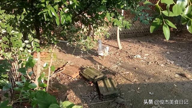 如何在家就能去腿毛，怎样在家就能去腿毛（大厨分享三十年褪鸭毛最实用的经验）