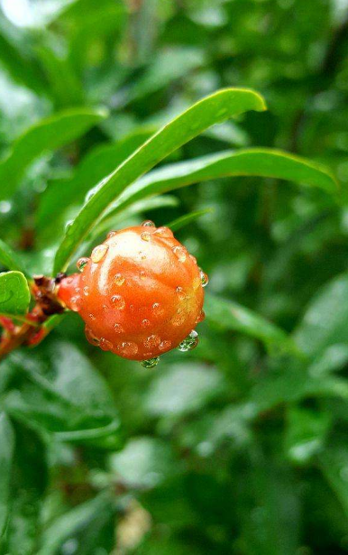 含雨的诗句，含雨的诗句连续两句（诗词鉴赏-十三首夏雨诗词）
