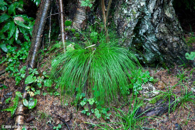 关东山在哪里，燕双鹰关东山在哪里（关东山“三件宝”“三大怪”如今还能找到几个）