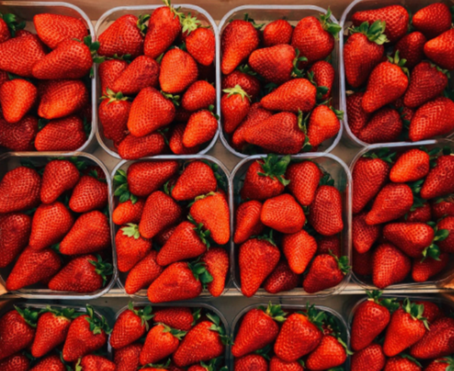 草莓基地在哪里，草莓的产地是哪（成都5个草莓基地）