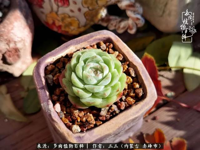 雪候鸟是什么意思，雪候鸟歌词表达什么意思（多肉于我从来不是锦上添花）