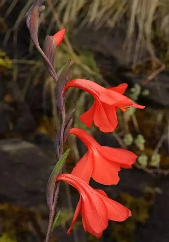 世界上有多少种花，世界上有多少种花?分别是什么（100幅美丽的花儿，赏心悦目）