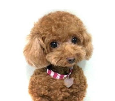 贵宾犬泰迪装的修剪，贵宾犬泰迪装的修剪论文（自己动手帮泰迪犬美容的5个步骤）