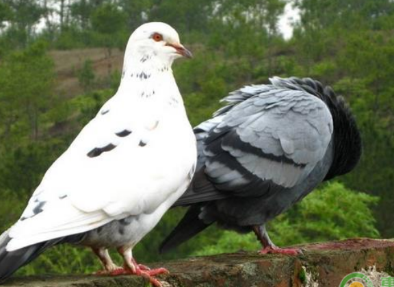 肉食鸽养殖，肉食鸽养殖加盟（专业养殖户的经验之谈）