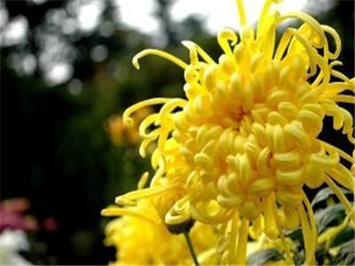美国的国花是什么花，日本的国花是什么花（世界各国的国花。）