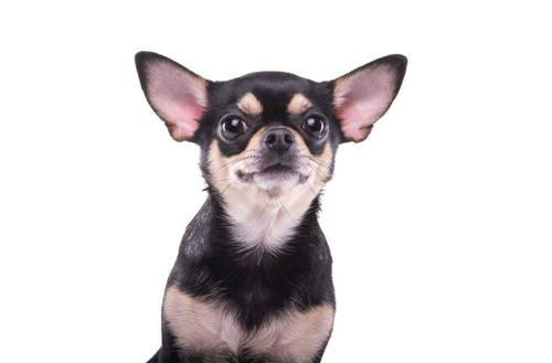 吉娃娃性格特点介绍，吉娃娃的性格特点（我想是因为它的这6个优点吧）