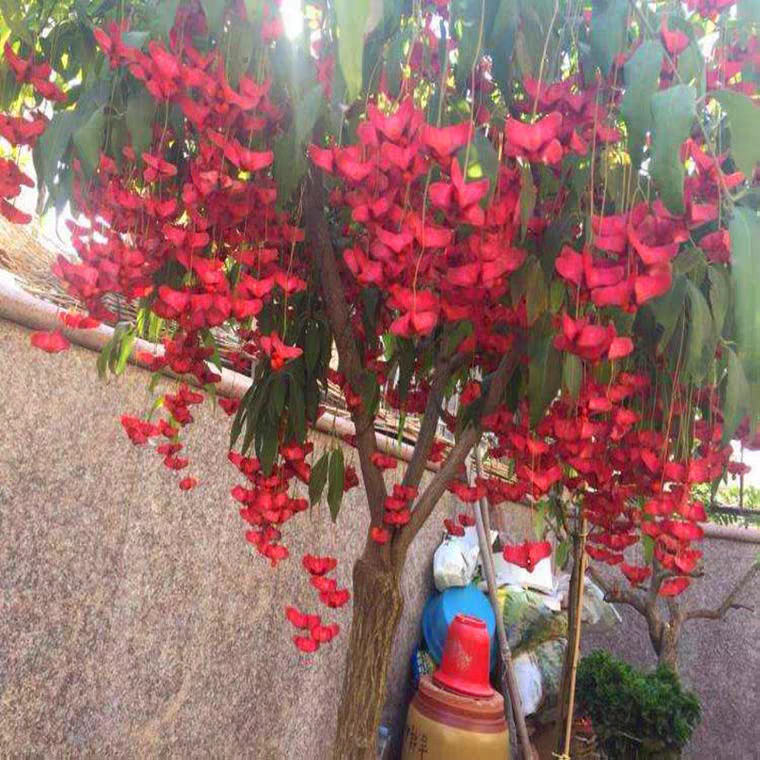 摇钱树开花的样子(摇钱树开花图片欣赏)-娱宸网