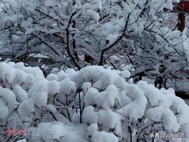 白雪却嫌春色晚，白雪却嫌春色晚下一句是什么（白雪却嫌春色晚,下一句是什么）