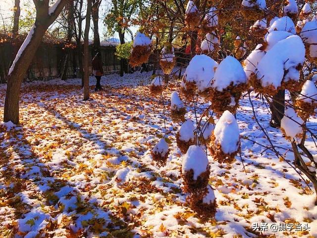 情侣唯美雪景图片，情侣唯美雪景图片真实（冬日初雪印象：一半冬雪）