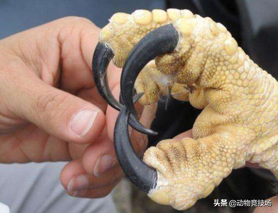 什么是角雕，角雕有什么特点（两只爪子拥有180斤力量）