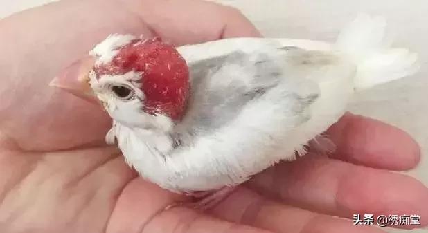 文鸟怎么养，文鸟刚买回来该注意什么（浅议如何才能养好文鸟）