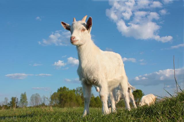 屎什么意思解释，屎字笔画笔顺（四川方言VS英语之可爱的小动物）