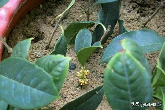 桂花扦插生根最快方法，桂花扦插生根最快方法视频（不用买自己就能繁殖）