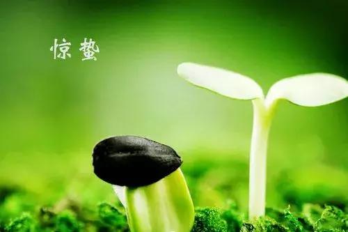 惊蛰是几月几日 惊蛰一般在哪一天，惊蛰是几月几日（万物复苏，今日惊蛰）