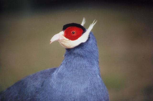 真正的土鸡，土鸡卖多少钱一斤（白马鸡、蓝马鸡、藏马鸡、褐马鸡）