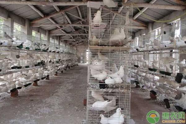 怎样养殖鸽子，鸽子怎么养殖方法（鸽舍搭建有哪些技巧）