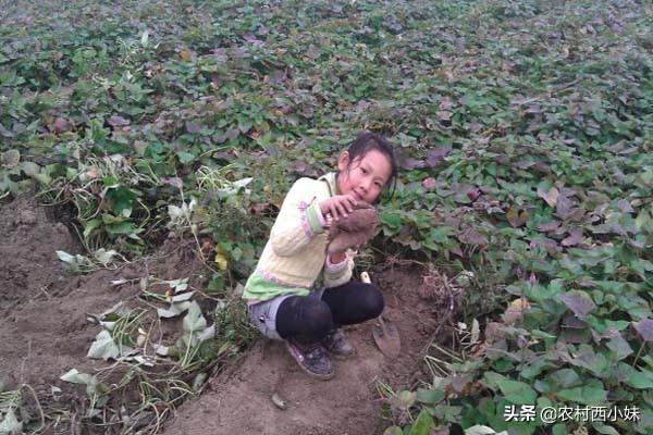 紫薯上的须是长的芽吗，紫薯上的须是长的芽吗能吃吗（紫薯要怎么种？紫薯的种植技术）