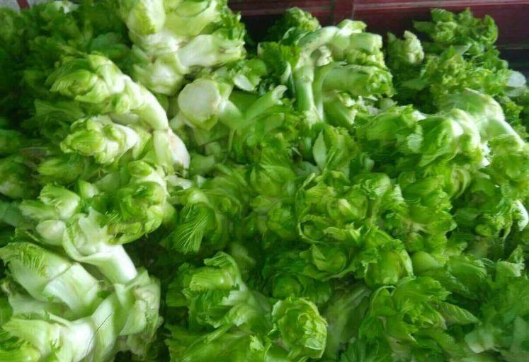 茎用芥菜——笋子芥,茎瘤芥,抱子芥