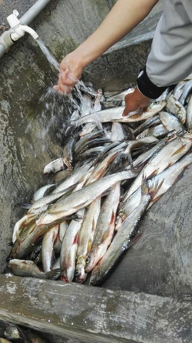 青稍鱼什么时候好钓，青稍怎么钓最快（春季手竿钓翘嘴的攻略与技巧）