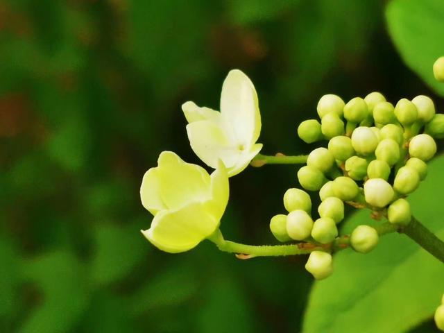 琼花的花语是什么，琼花是一种什么花（美丽浪漫的爱情<荀守奎摄>）