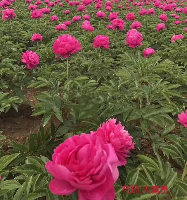 芍药不开花的解决办法，芍药一直不开花怎么办（开花个个比拳头大）