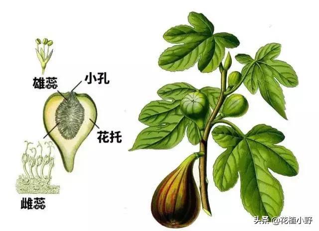 无花果怎样种，无花果到底开花吗（无花果是什么样子）