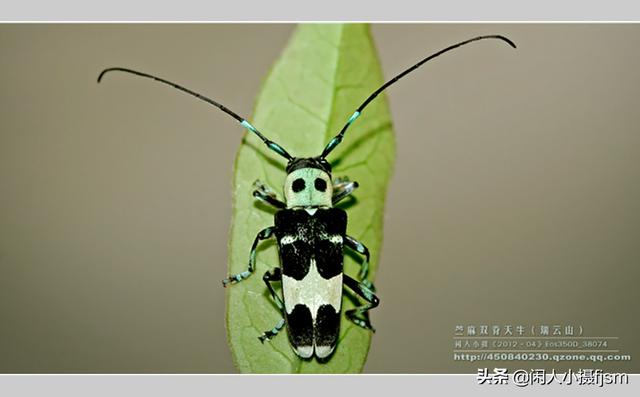 关于星天牛介绍，星天牛百度百科（这外貌“粗糙”的天牛你认得么）