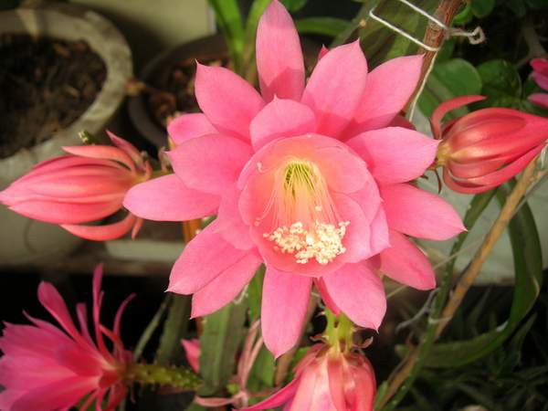 令箭荷花的养殖方法和注意事项，令箭荷花的养殖方法（开出一片“荷花海”）