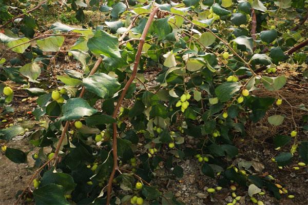 青枣，想栽培的话需要注意什么（青枣热量高吗）