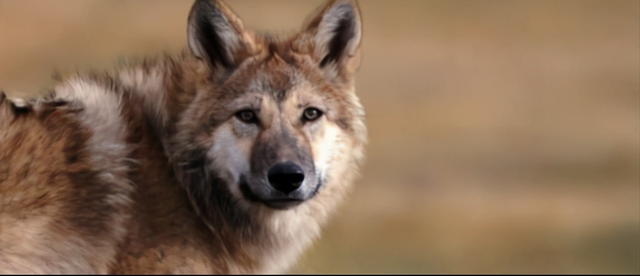 残狼灰满好词好句，残狼灰满好词好句第三课（是人类与大自然的心电感应）