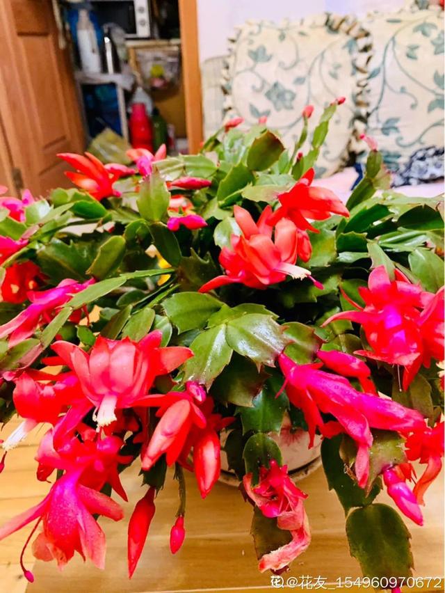 如何自制氮肥，自制氮肥怎么做（氮磷钾肥别买了）