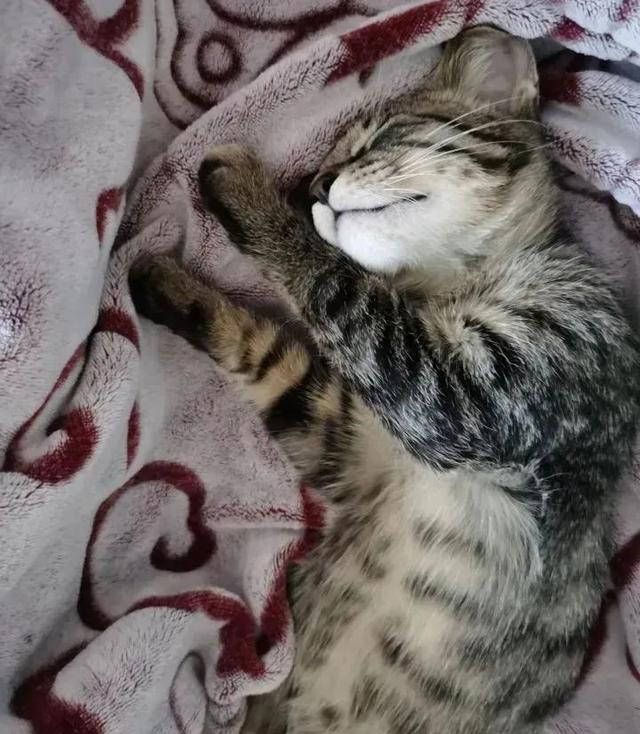 狸花猫是土猫吗，狸猫是土猫吗（那些年嘲笑狸花是小土猫的人）