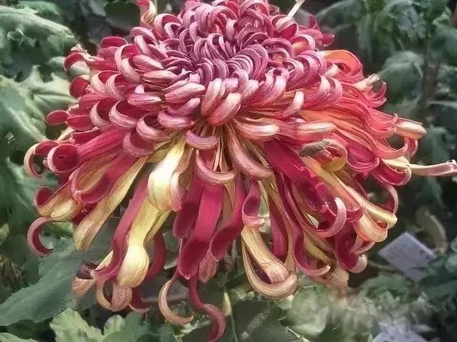 世界最美菊花80种太美了，金秋十月赏菊花——世界最美菊花80种送给您