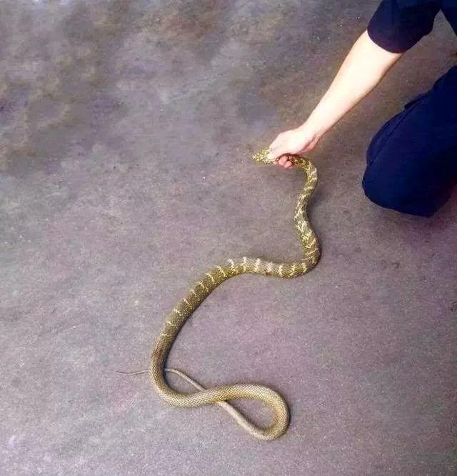 动物界三大流氓，动物界的三大奇葩生物（小时候遇到的动物界“恶霸”）