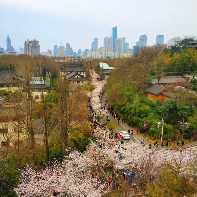 城南花已开下一句，城南花已开愿君安常在什么意思（城南花已开）
