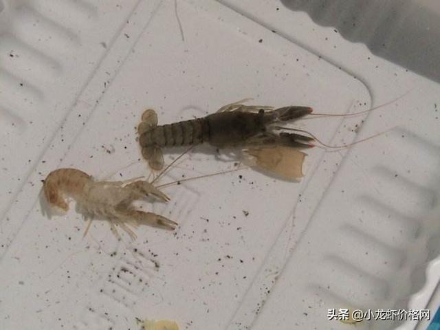 中国大龙虾最多的地方在哪里，大龙虾中国有什么地方（中国养虾量最大的省份）