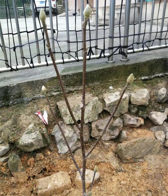 为什么10楼风水最好，风水最旺的房子10楼（家门口种棵“吉祥花”）